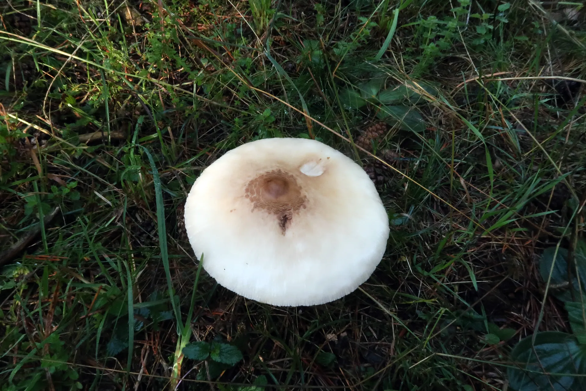 Macrolepiota fuliginosa - 1 - IMG_7443